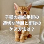 子猫の避妊手術の適切な時期と術後のケア方法は？