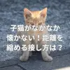 子猫がなかなか懐かない！距離を縮める接し方は？