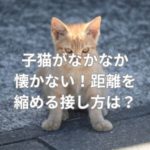 子猫がなかなか懐かない！距離を縮める接し方は？