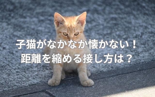 子猫がなかなか懐かない!距離を縮める接し方は?