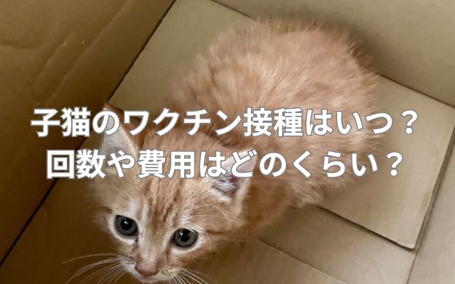 子猫のワクチン接種はいつ?回数や費用はどのくらい?