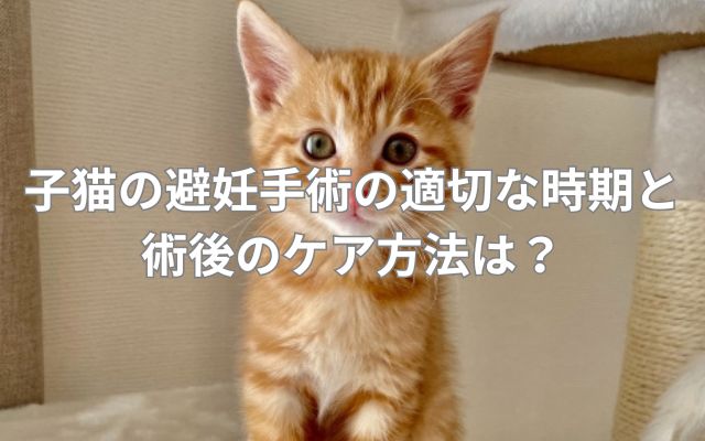 子猫の避妊手術の適切な時期と術後のケア方法は?