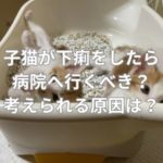 子猫が下痢をしたら病院へ行くべき？考えられる原因は？