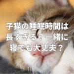 子猫の睡眠時間は長すぎる？一緒に寝ても大丈夫？