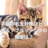 子猫の毛玉対策はどうする？ブラッシングの頻度は？