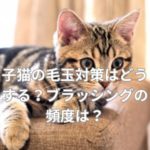 子猫の毛玉対策はどうする？ブラッシングの頻度は？